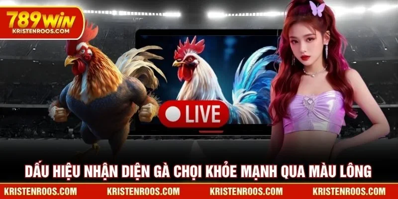 Đá Gà Cựa Dao Tạo Nên Sức Hút Khó Cưỡng Tại Đấu Trường 6 Dấu hiệu nhận diện gà chọi khỏe mạnh qua màu lông